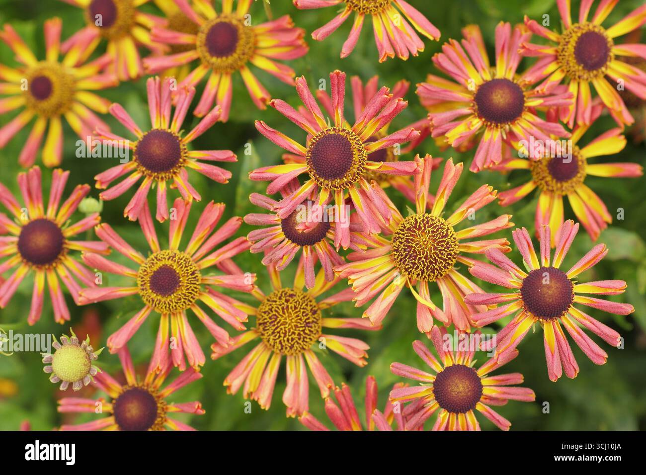 Helium „Loysder Wieck“. Sternenorange Blüten von Helenium Loysder Wieck, manchmal auch Karneval genannt. Hardy Niesweed, im Spätsommer. Stockfoto