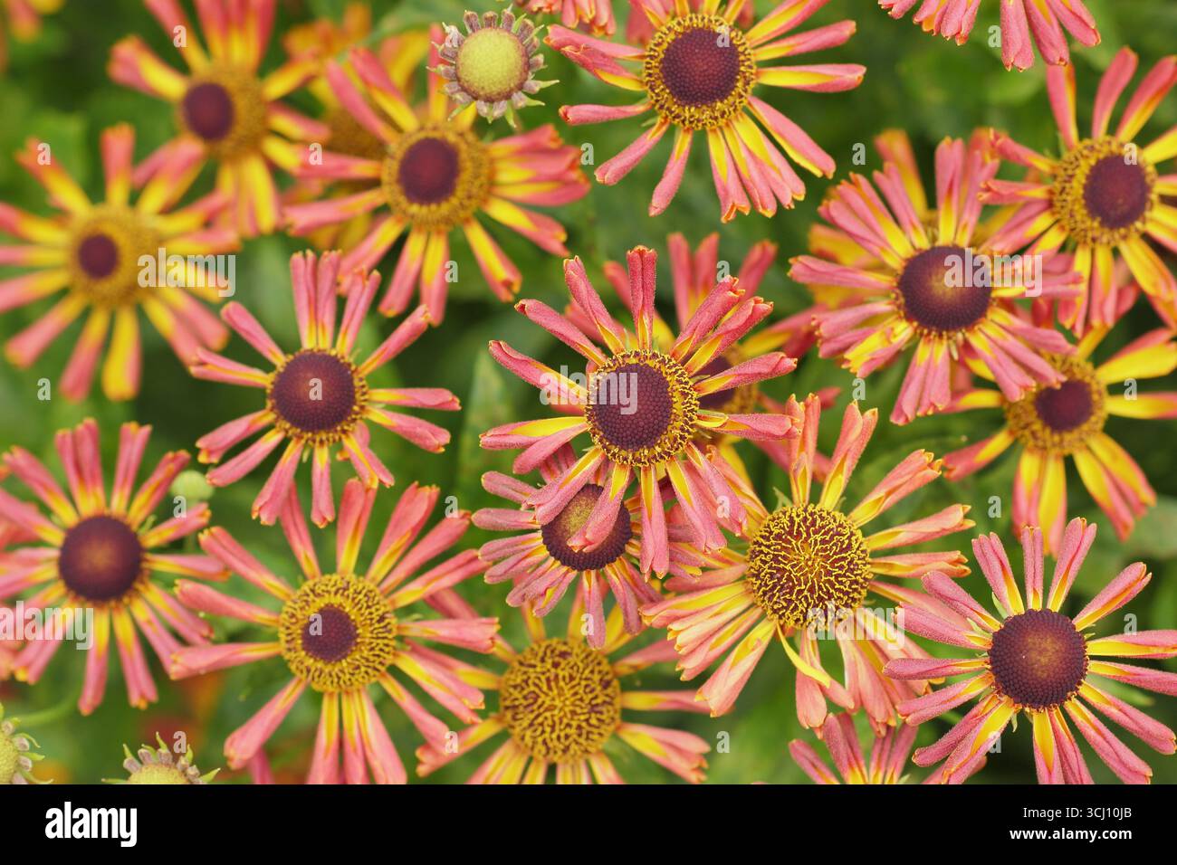 Helium „Loysder Wieck“. Sternenorange Blüten von Helenium Loysder Wieck, manchmal auch Karneval genannt. Hardy Niesweed, im Spätsommer. Stockfoto