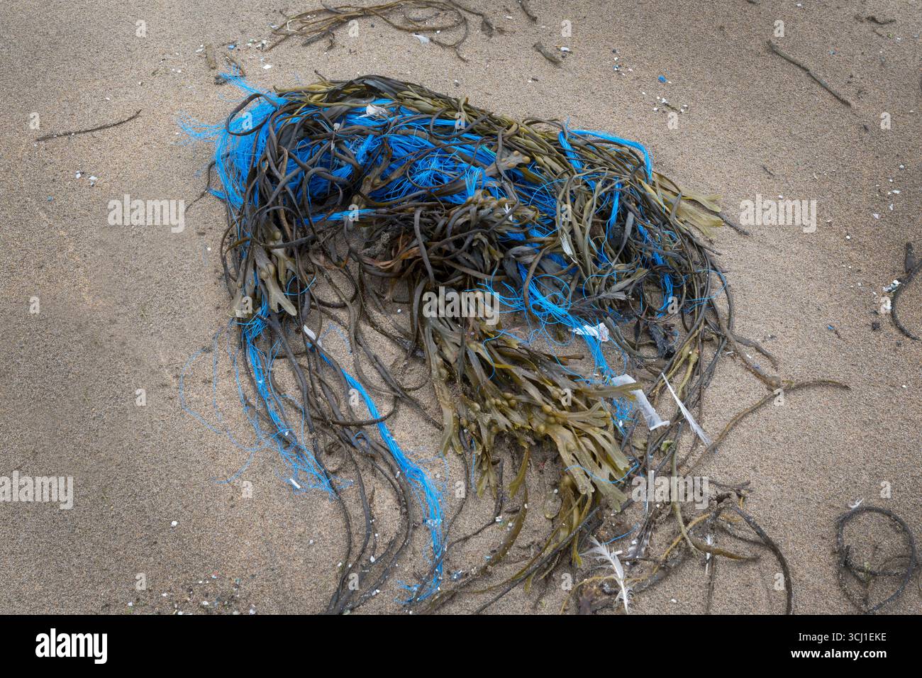 Plastikverschmutzung und Meerestiere am Strand gespült Stockfoto