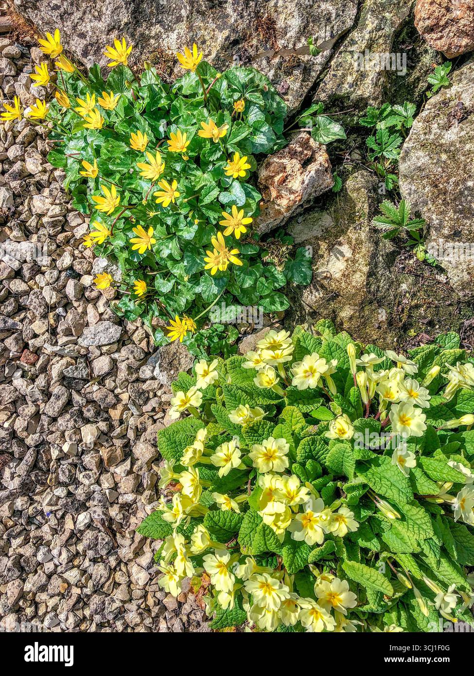 Klumpen von Kleinen Celandinen (Ficaria verna) und wilden Primrose (Primula vulgaris) in einem Hausgarten - Boussay, Indre-et-Loire (37), Frankreich. Stockfoto