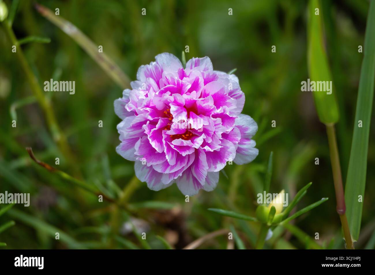 Eine wunderschöne rosa und weiße Moosrose (Portulaca grandiflora) Blume in voller Blüte in einem Garten. Dieser leuchtende Sonnenaufgang, auch bekannt als Purslane, 11 o Stockfoto