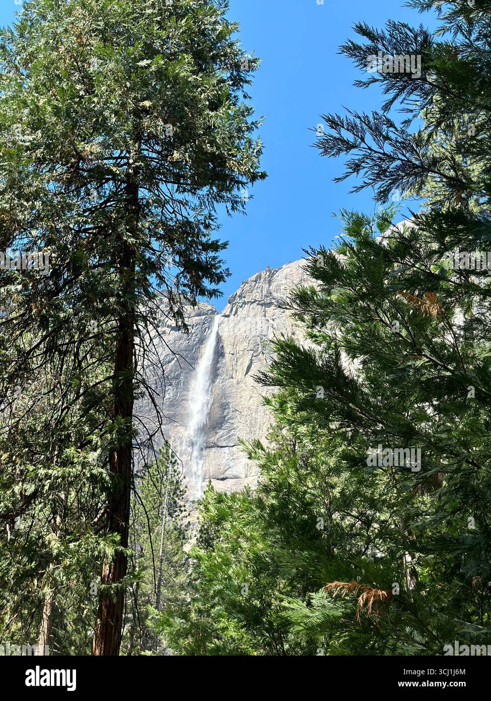 Die oberen Yosemite Falls, die die Granitklippen mit Bäumen im Vordergrund hinabstürzen, Yosemite National Park, Kalifornien, USA. Stockfoto
