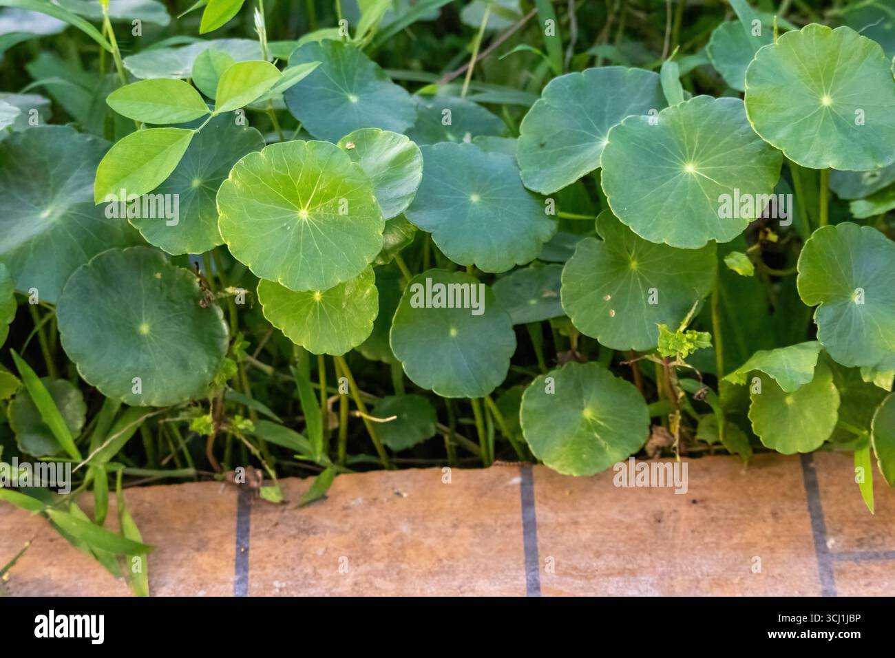 Grüne Blätter der Centella Asiatica Pflanze in einem Dachgarten. Auch bekannt als Gotu Kola oder asiatisches Pennykraut, ist dieses Heilkraut reich an Antioxidantien Stockfoto