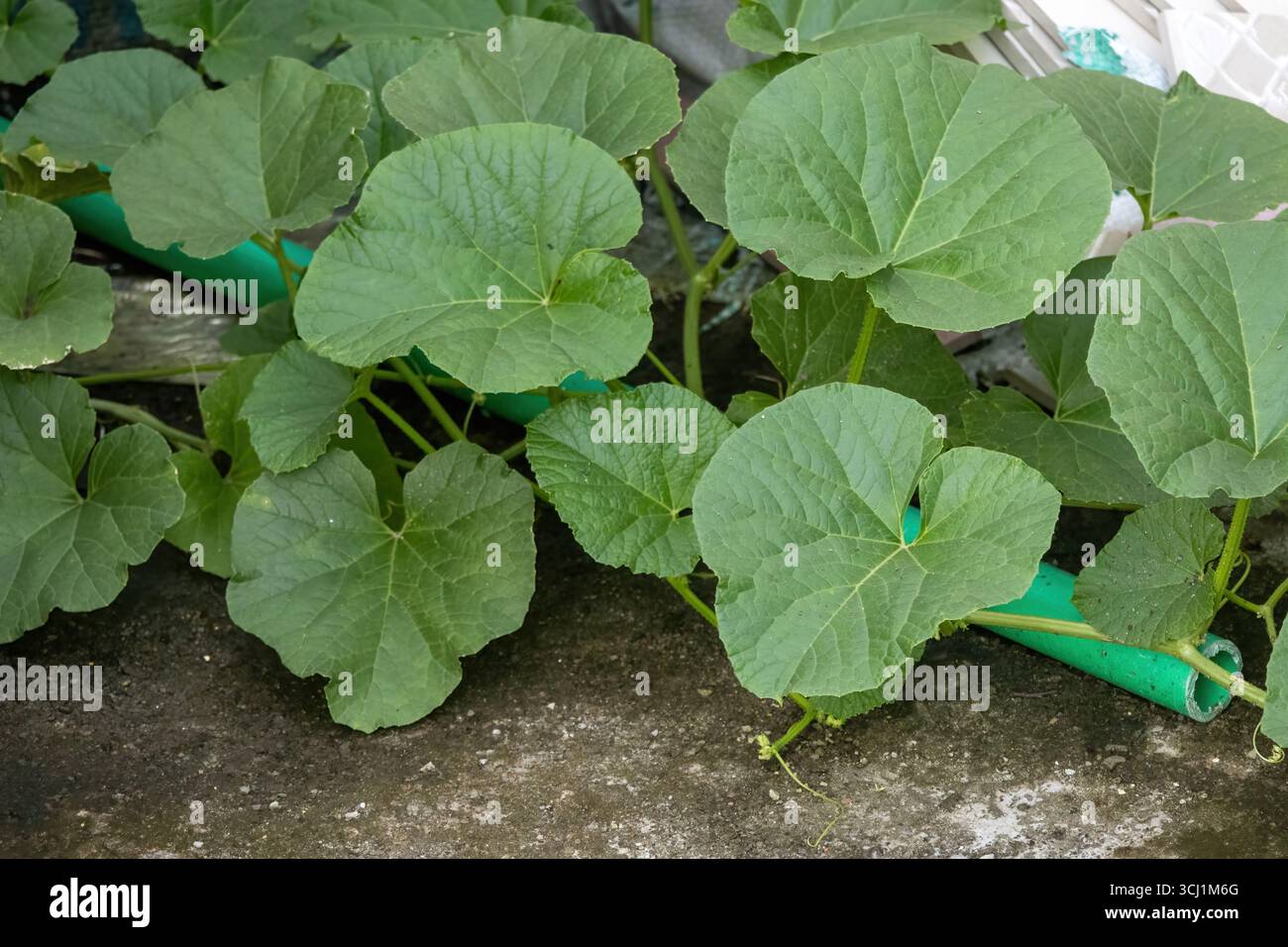 Nahaufnahme von frischem, grünem Muskmelon (Cucumis melo) Laub aus einem üppigen Dachgarten, der die Textur und das gesunde Wachstum der Pflanze unterstreicht. Stockfoto
