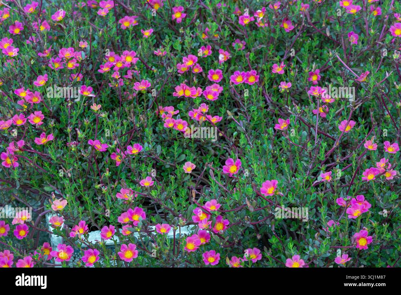 Lebendige Moosrose (Portulaca grandiflora) blüht in voller Blüte, ein farbenfroher Gartenhintergrund. Auch bekannt als Sonnenrose, mexikanische Rose oder Eleven O'Clock Stockfoto