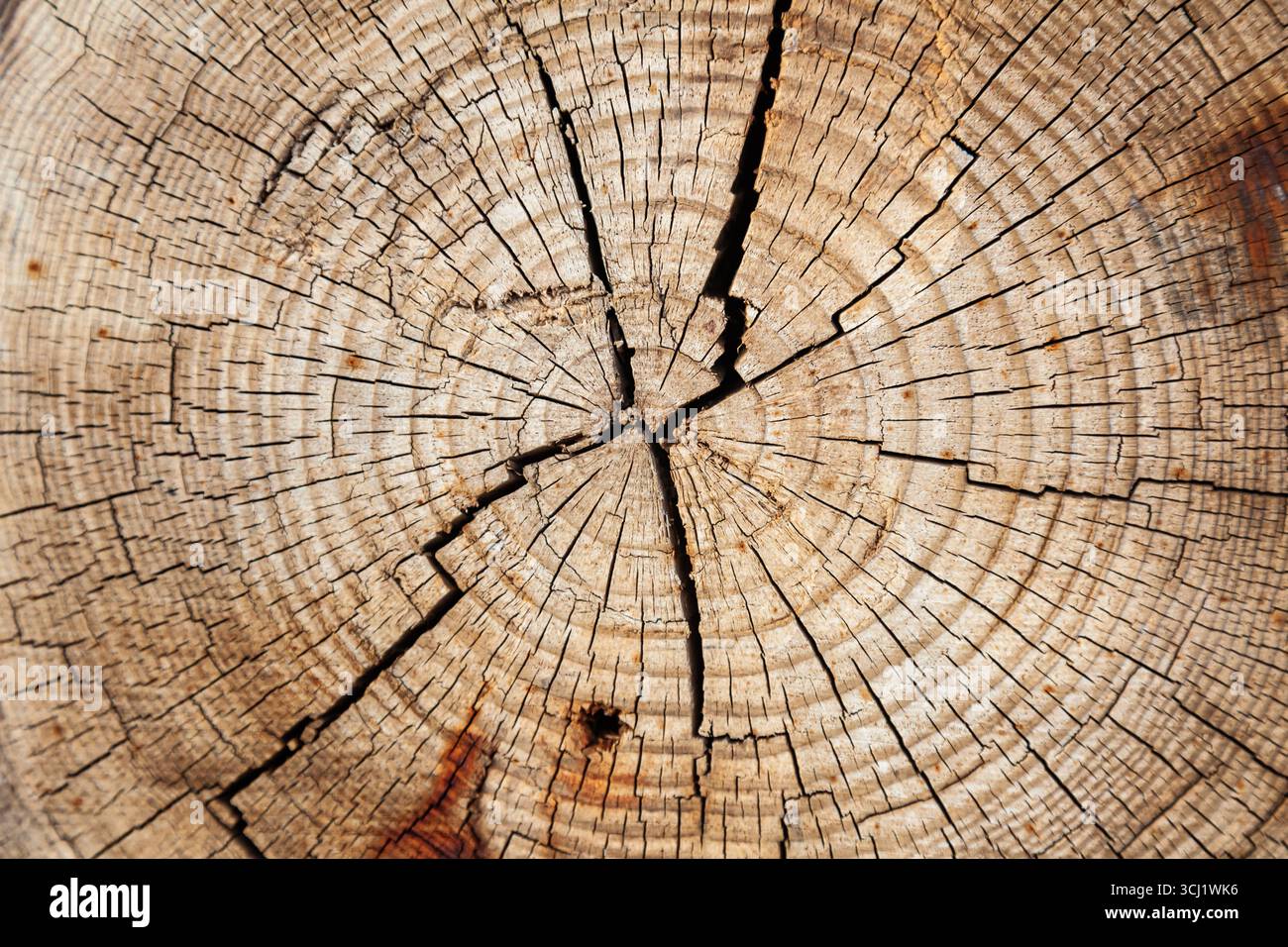 Die Textur des geschnittenen Baumes mit Wachstumsringen. Querschnitt eines Baumes, Nahaufnahme. Stockfoto