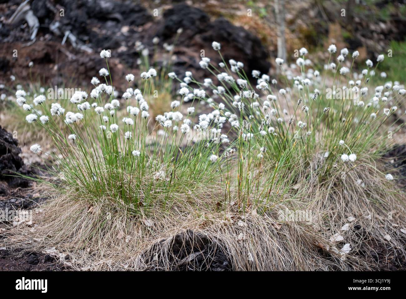 Weiße Blumen blühen im grünen Gras, umgeben von felsigem Boden, und veranschaulichen die Harmonie der Natur und die komplizierten Details der wilden Pflanzenwelt Stockfoto