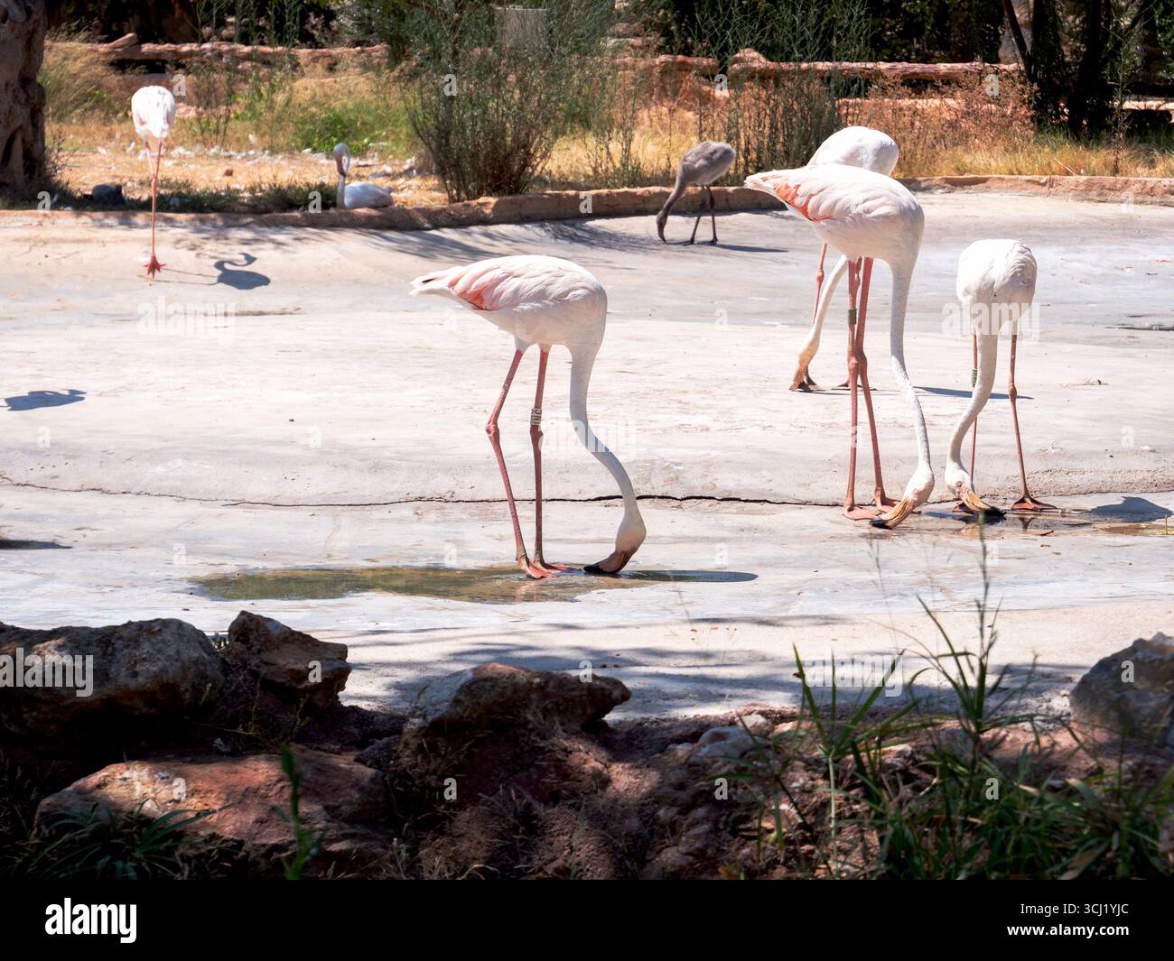 Flamingos suchen unter Sonnenlicht nach Wasser. Stockfoto