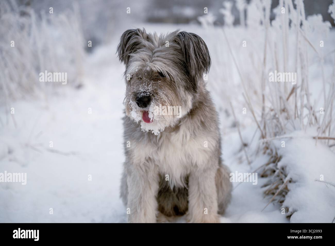 Flauschiger Hund, der auf einem verschneiten Winterfeld mit frostigen Pflanzen sitzt Stockfoto