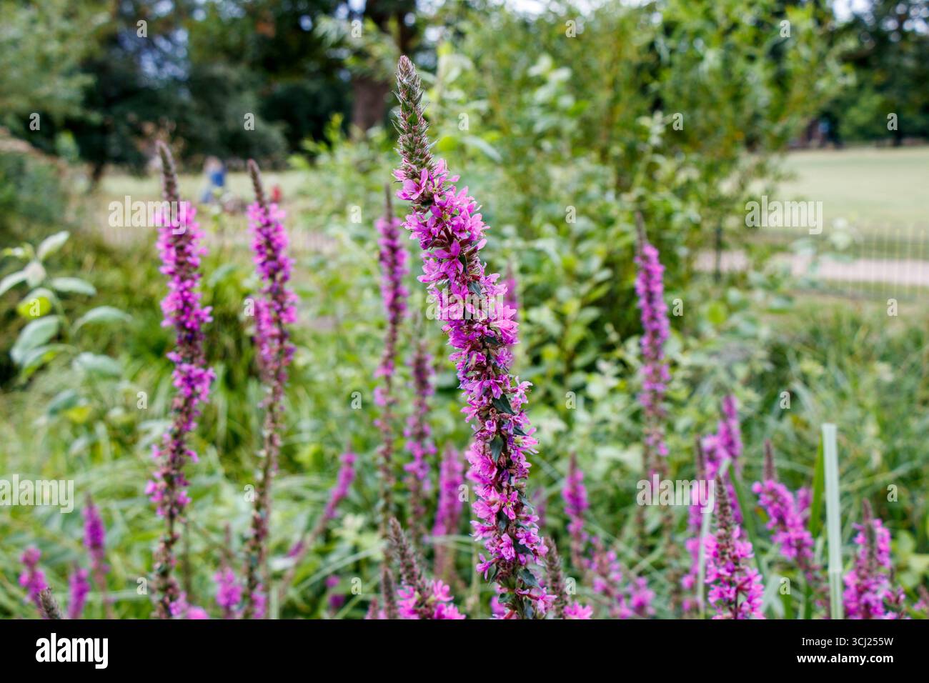 Purple loosestrife (Lythrum salicaria) wächst neben einem kleinen Wildteich im Clissold Park, Hackney, London, Großbritannien Stockfoto