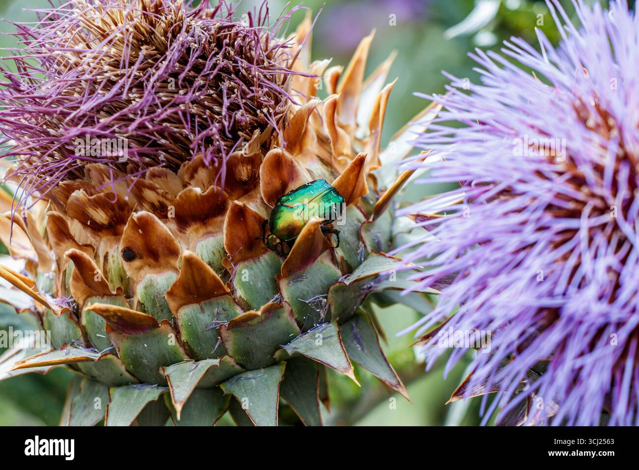 Ein smaragdgrüner Rosenkäfer (Cetonia aurata), der sich von einem blühenden wilden Artischockenkopf ernährt, London, Großbritannien Stockfoto