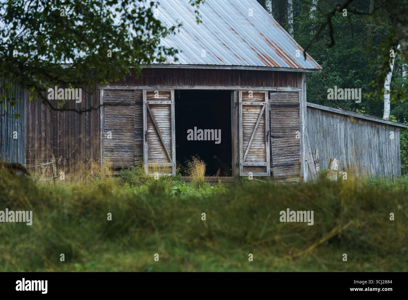 Landscheune mit offenen Türen, umgeben von Gras und Bäumen. Stockfoto
