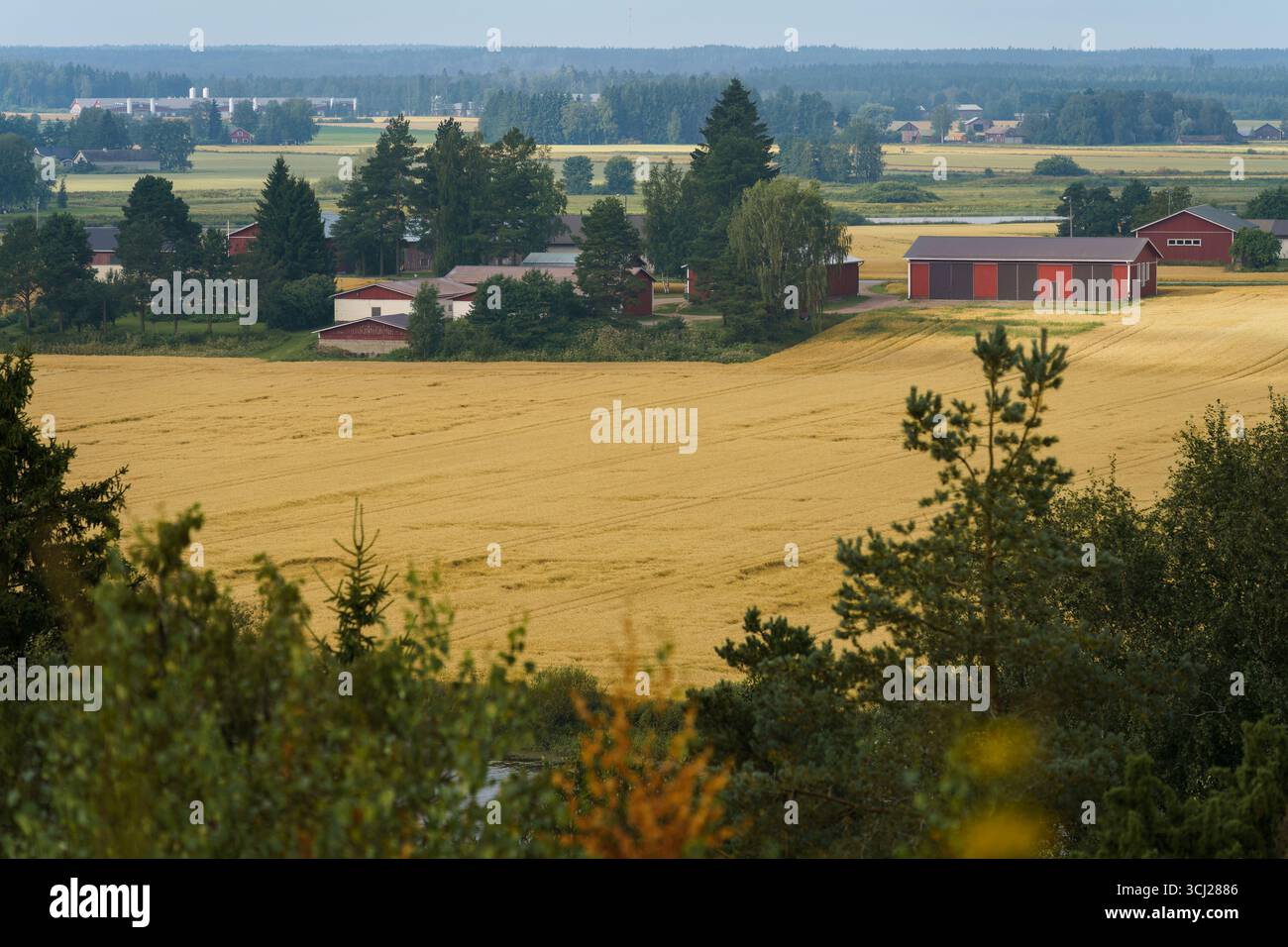 Ländliche Landschaft mit goldenen Feldern in Satakunta, Finnland. Stockfoto