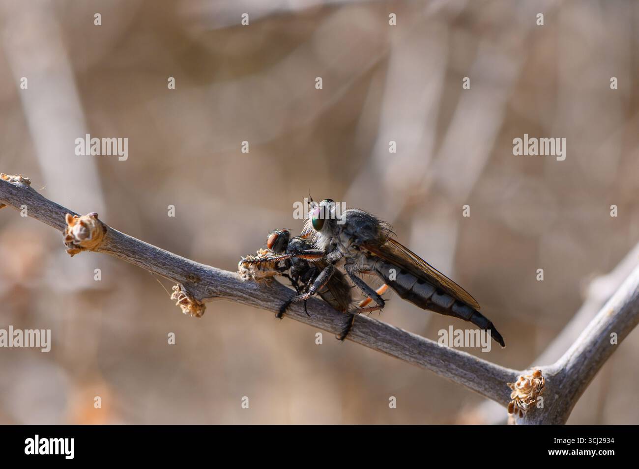 Eine Räuberfliege sitzt auf einem Ast und klammert eine tote Biene in ihren Beinen und zeigt Raubverhalten in der Natur. Stockfoto