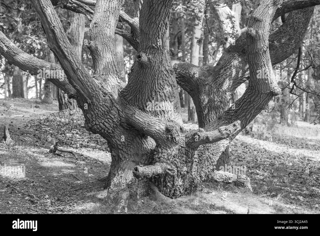 Eine alte Eiche (Quercus sp.) Auf Staple Hill, Chobham Common, Surrey Stockfoto