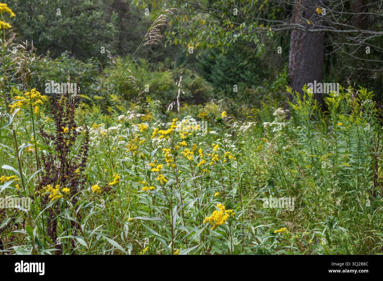 Wildblumenwiese mit Goldrute und weißen Blüten in einer Waldlichtung Stockfoto