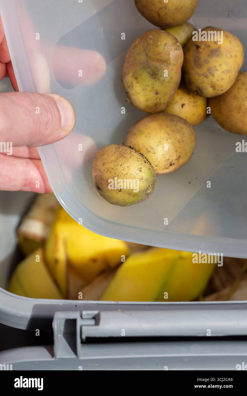 Ein Mann, der verfaulende Kartoffeln in einen Mülltonnen-Hintergrund bringt. Konzept der Lebensmittelverschwendung. Stockfoto