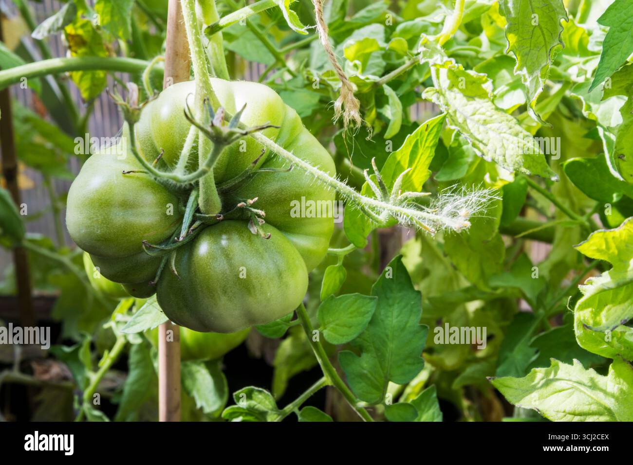 Eine grüne Marmande-Tomate, die in einem Gewächshaus wächst. Stockfoto