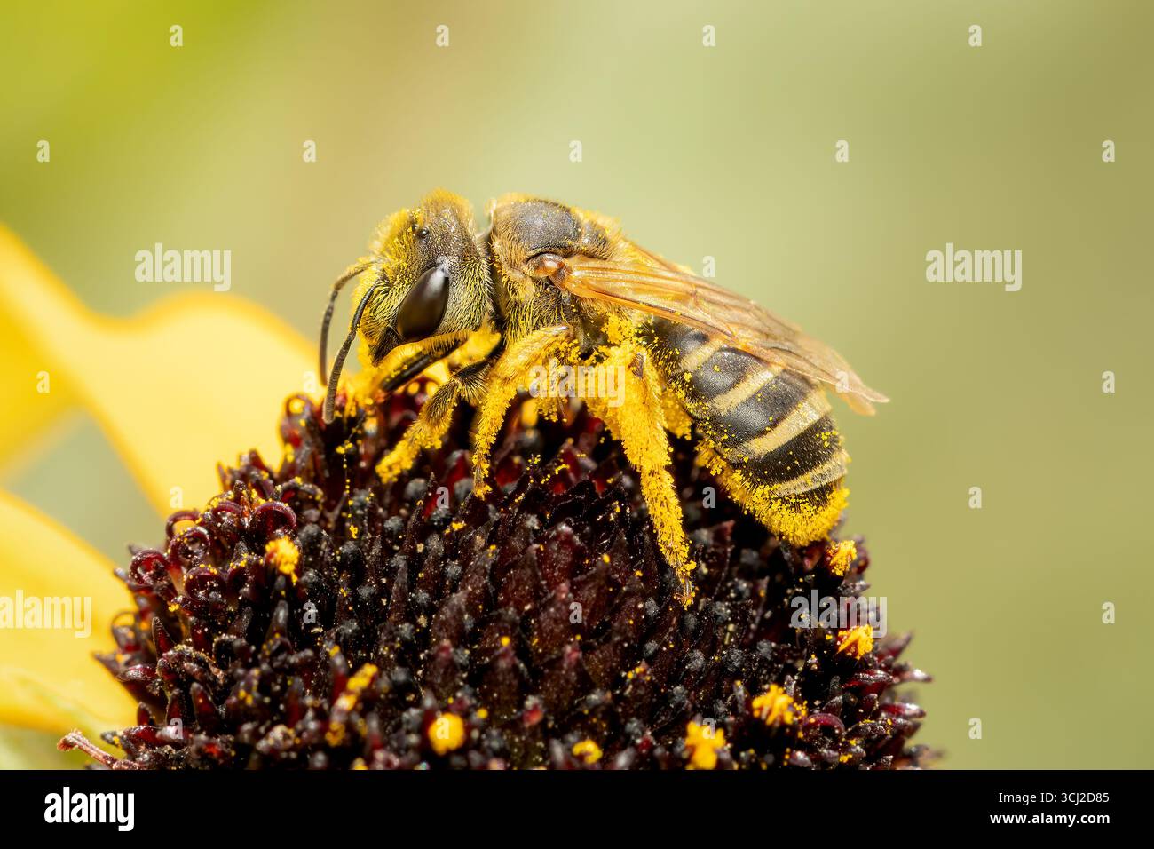 Halictus ligatus Schweißbiene voller gelber Pollen an einem Sommermorgen mit Kopierraum Stockfoto