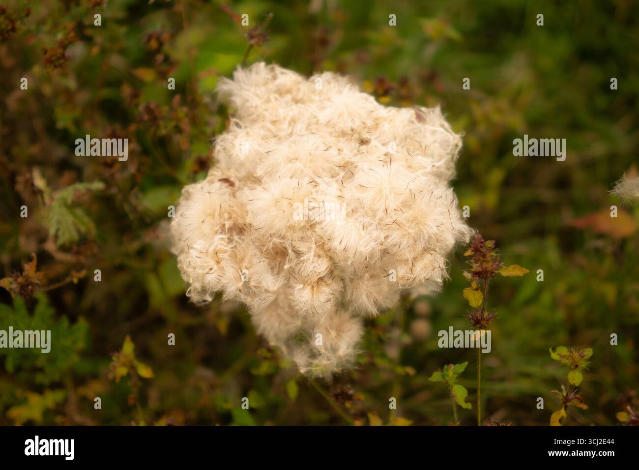 Weißer flauschiger Löwenzahnsamenkopf auf dem ländlichen Feld Stockfoto