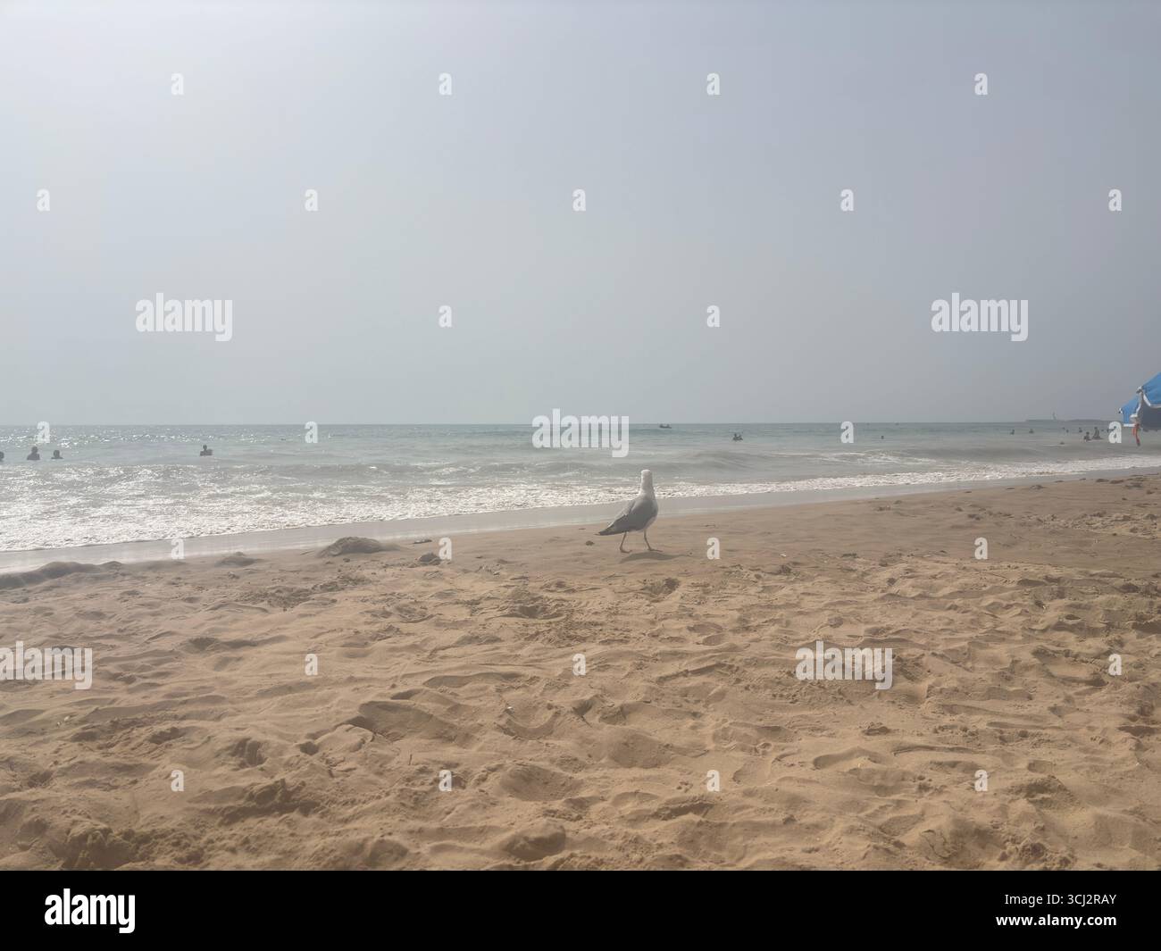 Spanien: Goldene Sandstrände rund um Cádiz an der Costa de la Luz, mit türkisfarbenem Atlantikwasser, historischen Festungen und palmengesäumten Ufern Stockfoto
