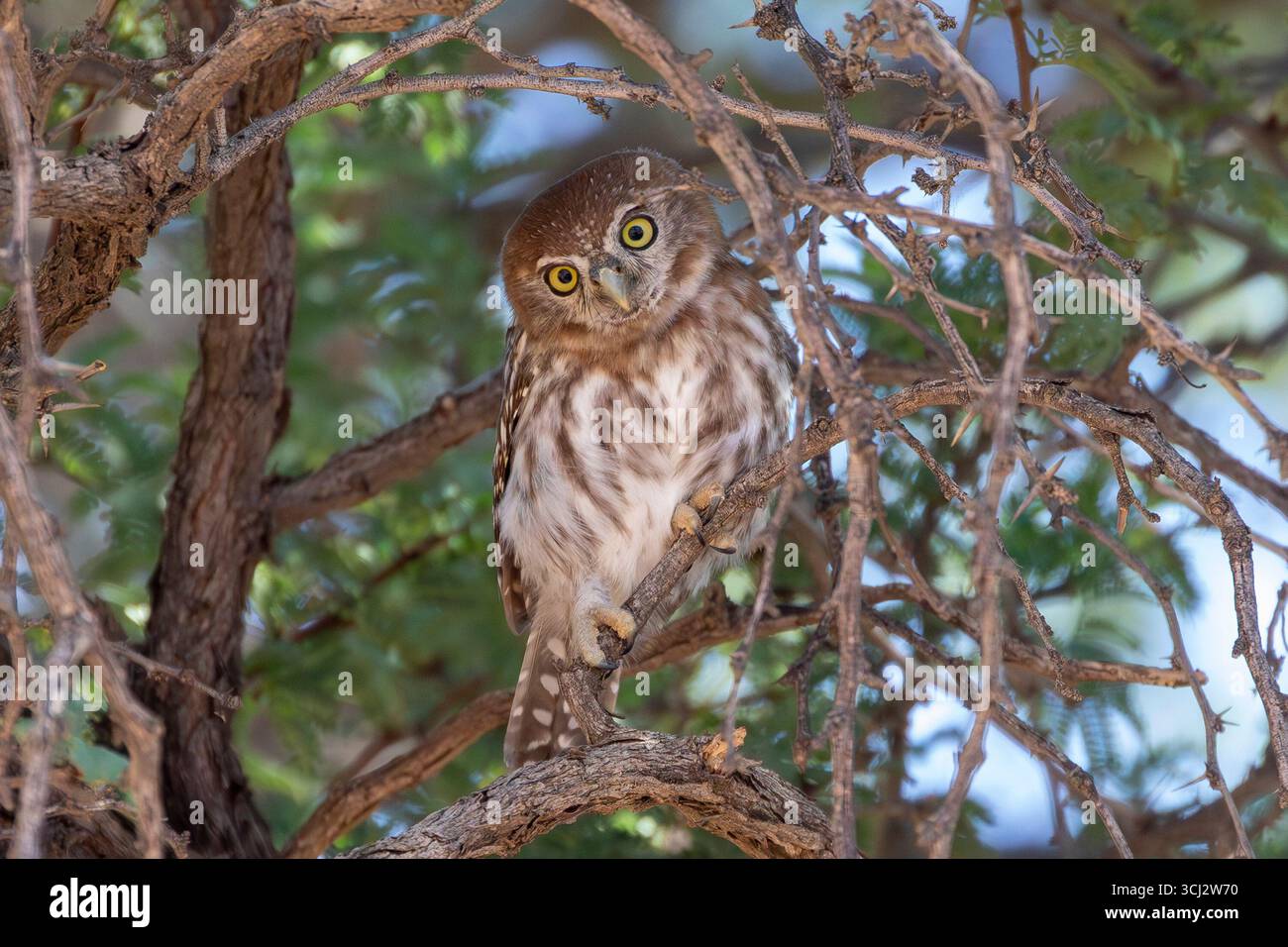 Perlfleckige Owlet (Glaucidium perlatum) im Kameldornbaum, Nordkap, Südafrika. Stockfoto