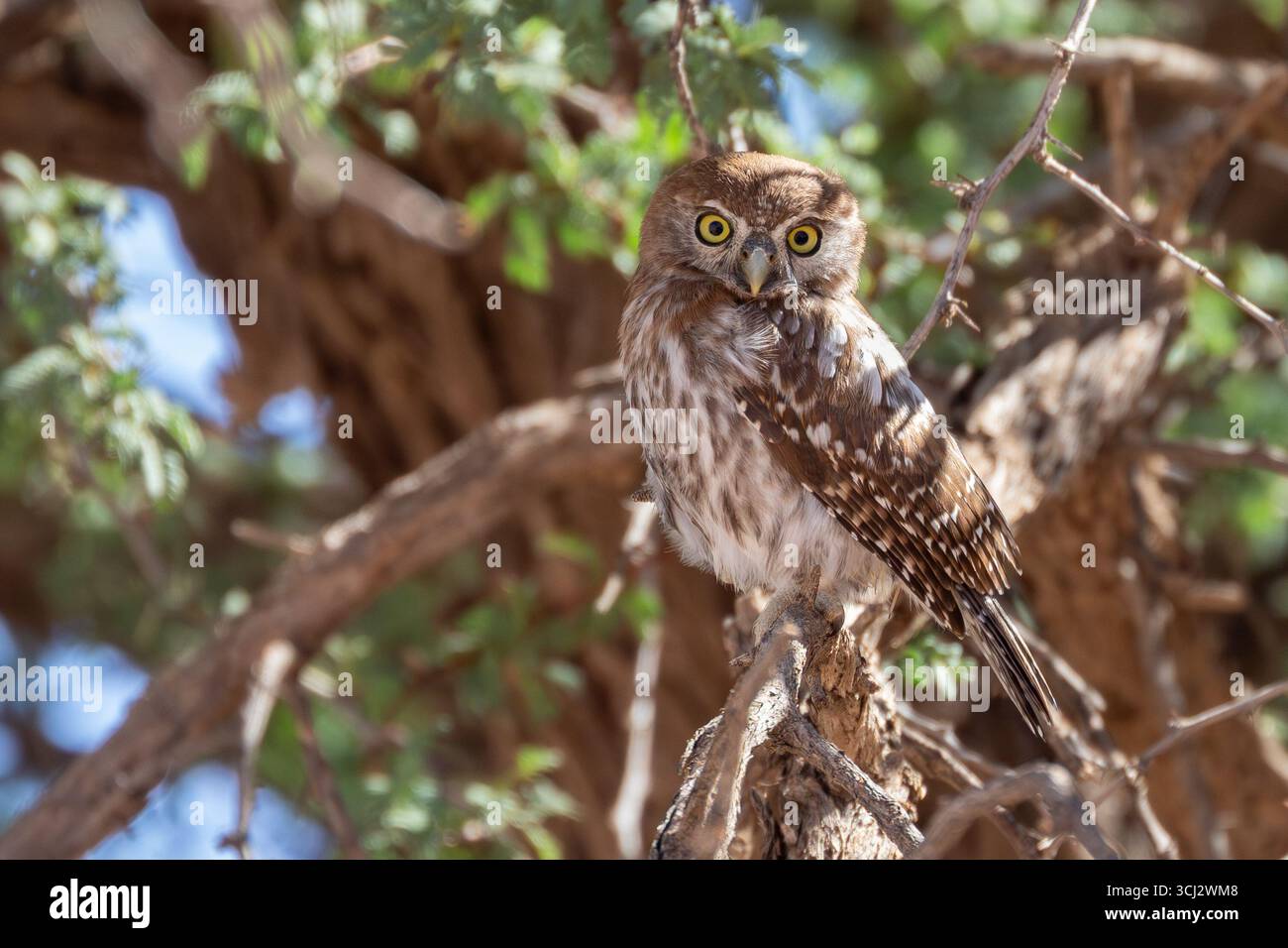 Perlfleckige Owlet (Glaucidium perlatum) Nordkap, Südafrika auf einem Kameldornbaum Stockfoto