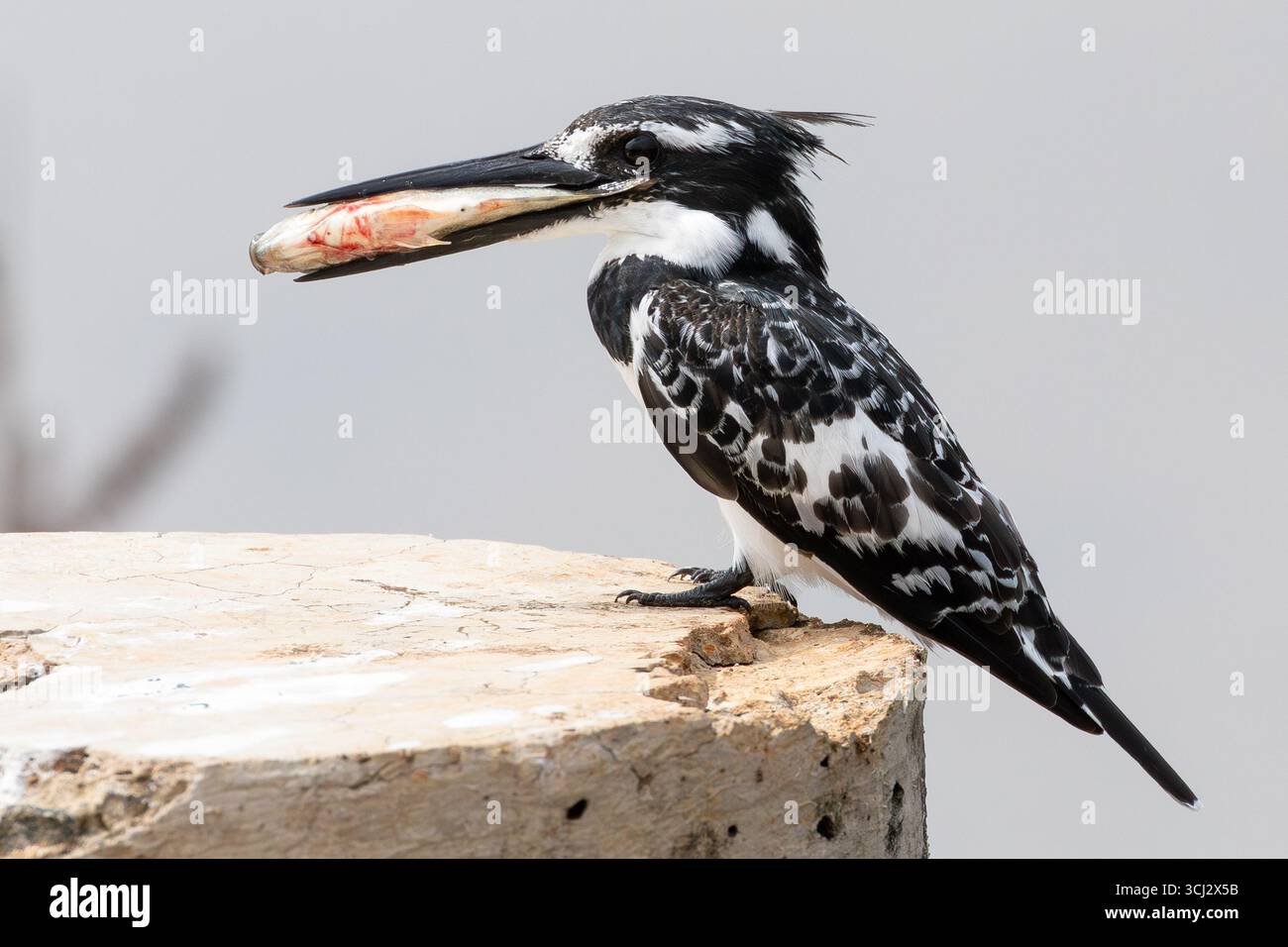 Rattenvogel (Ceryle rudis rudis) mit Fischbeute in Bill, Limpopo, Südafrika Stockfoto