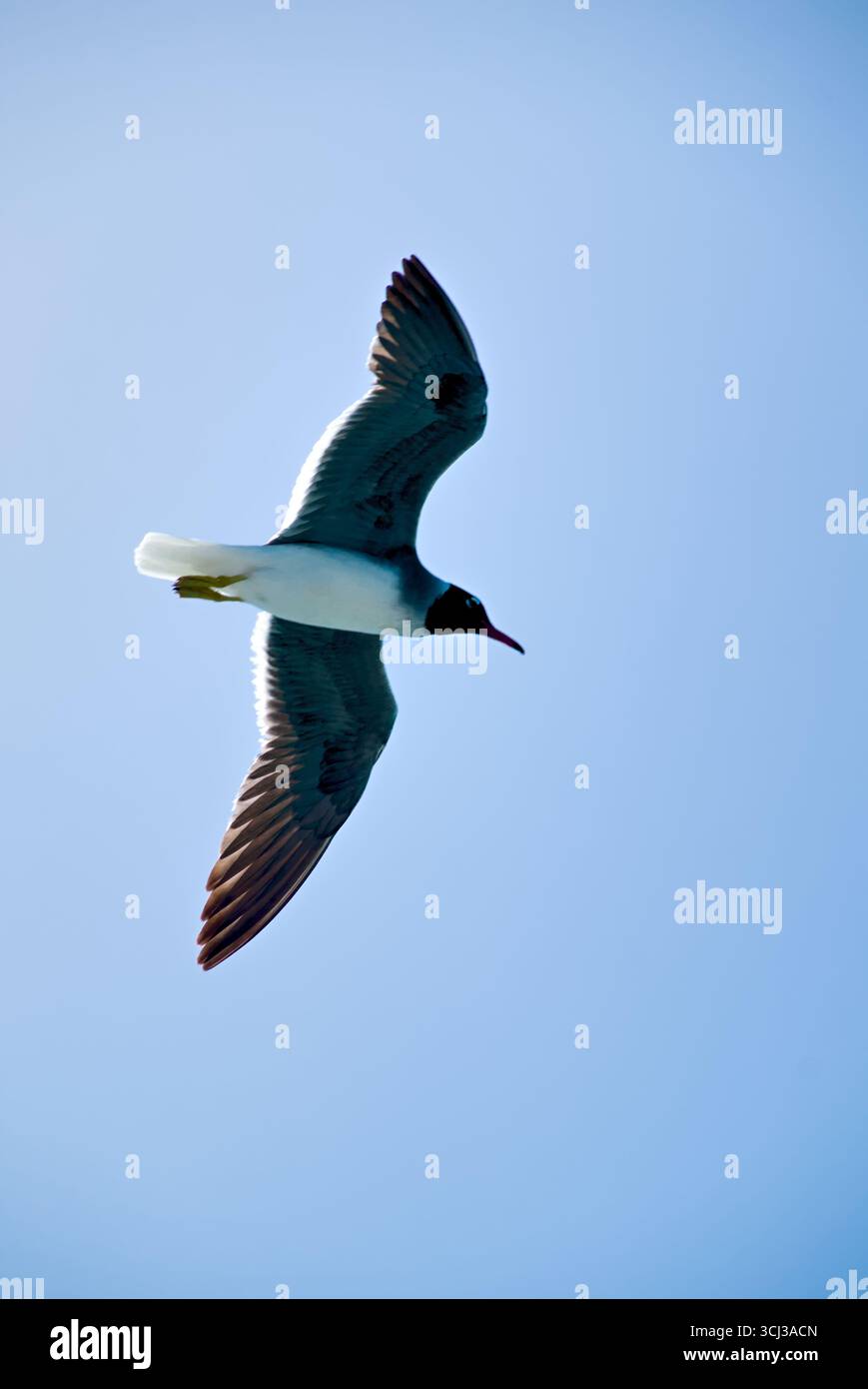 Eine Möwe im Flug gegen einen klaren blauen Himmel. Stockfoto