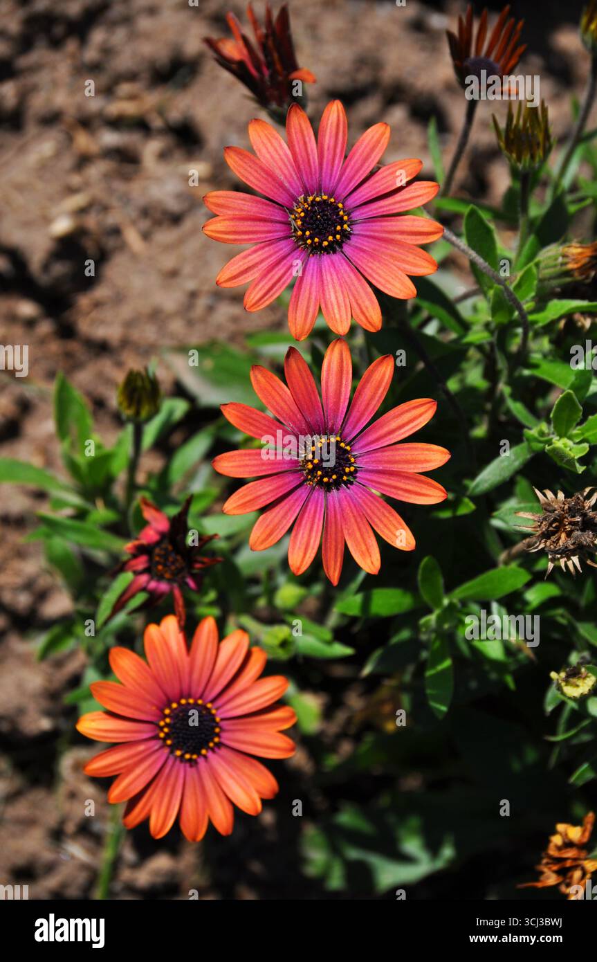 Dimorphotheca ecklonis oder African Daisy Stockfoto