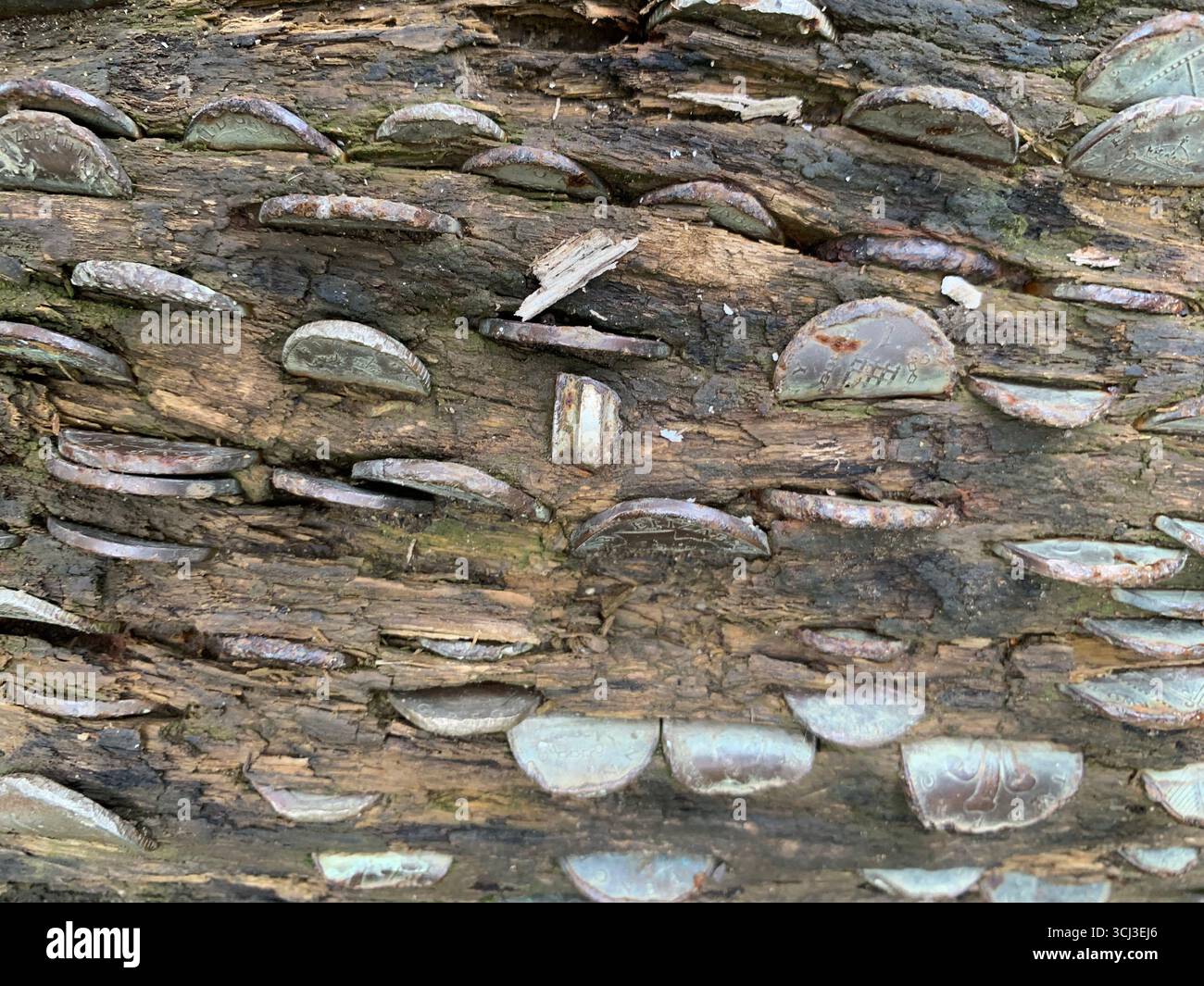 Münzen in einem Baumstamm für Glück, River Dove, Ashbourne, Derbyshire, Großbritannien - Smartphone-aufgenommenes Stockfoto