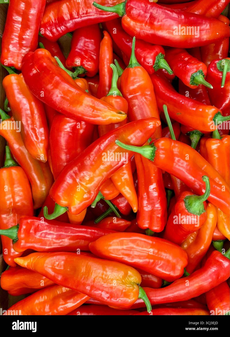 Rote Chilischoten Stockfoto