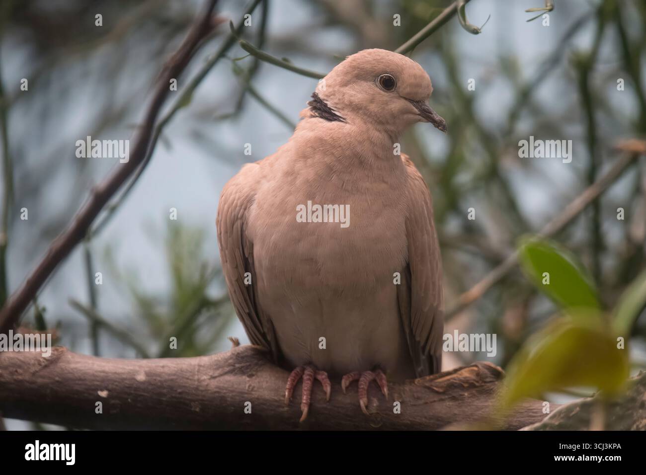 Die Ringtaube (Streptopelia capicola), auch bekannt als Cape Turtle Dove oder Halb-Collared Dove. Stockfoto