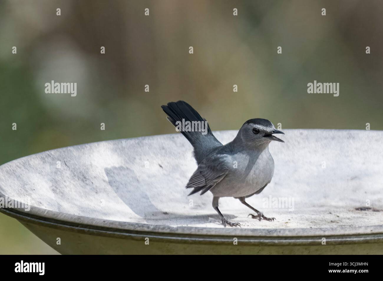 Der graue Katzenvogel (Dumetella carolinensis), auch Grauer Katzenvogel, ist ein nordamerikanischer und zentralamerikanischer Standvogel aus der Mimidenfamilie. Stockfoto