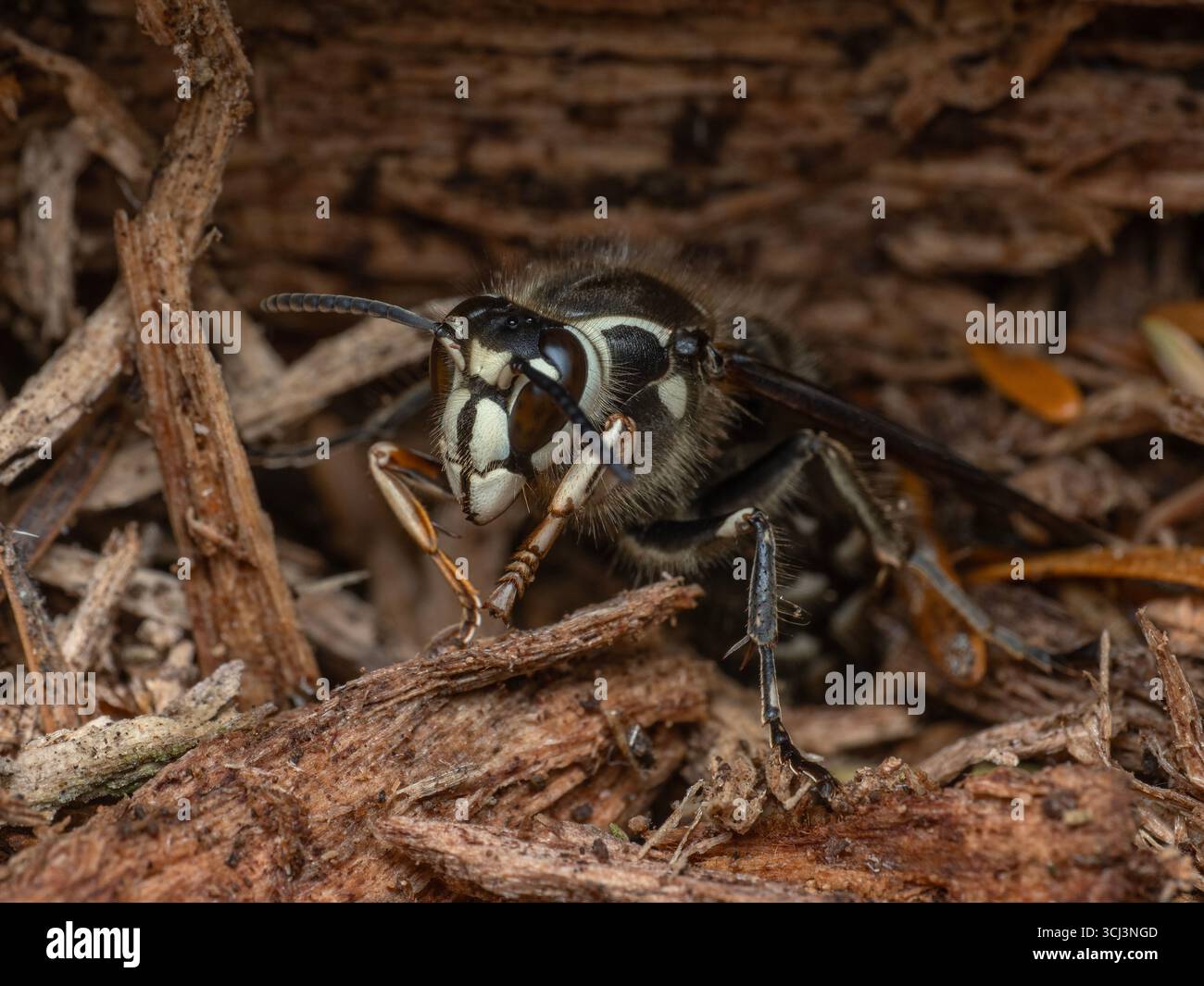 Nahaufnahme einer kahlköpfigen Hornisse (Dolichovespula maculata), die sich in einem verfaulten Stamm versteckt Stockfoto