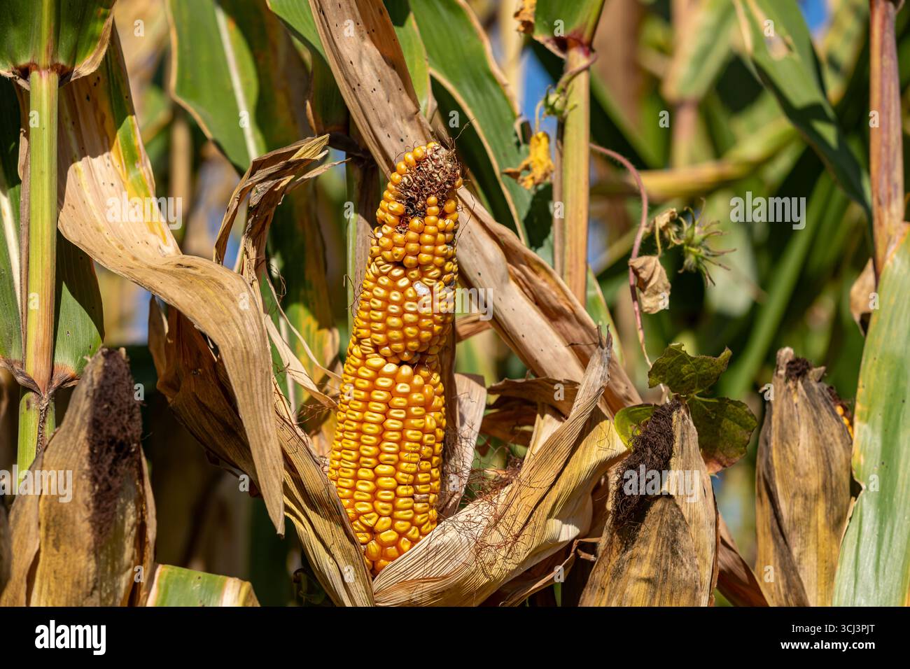 Maisohrmissbildung mit abnormer Kernel-Set. Ernteertragsverlust, Erntekrankheit und Schadenskonzept. Stockfoto