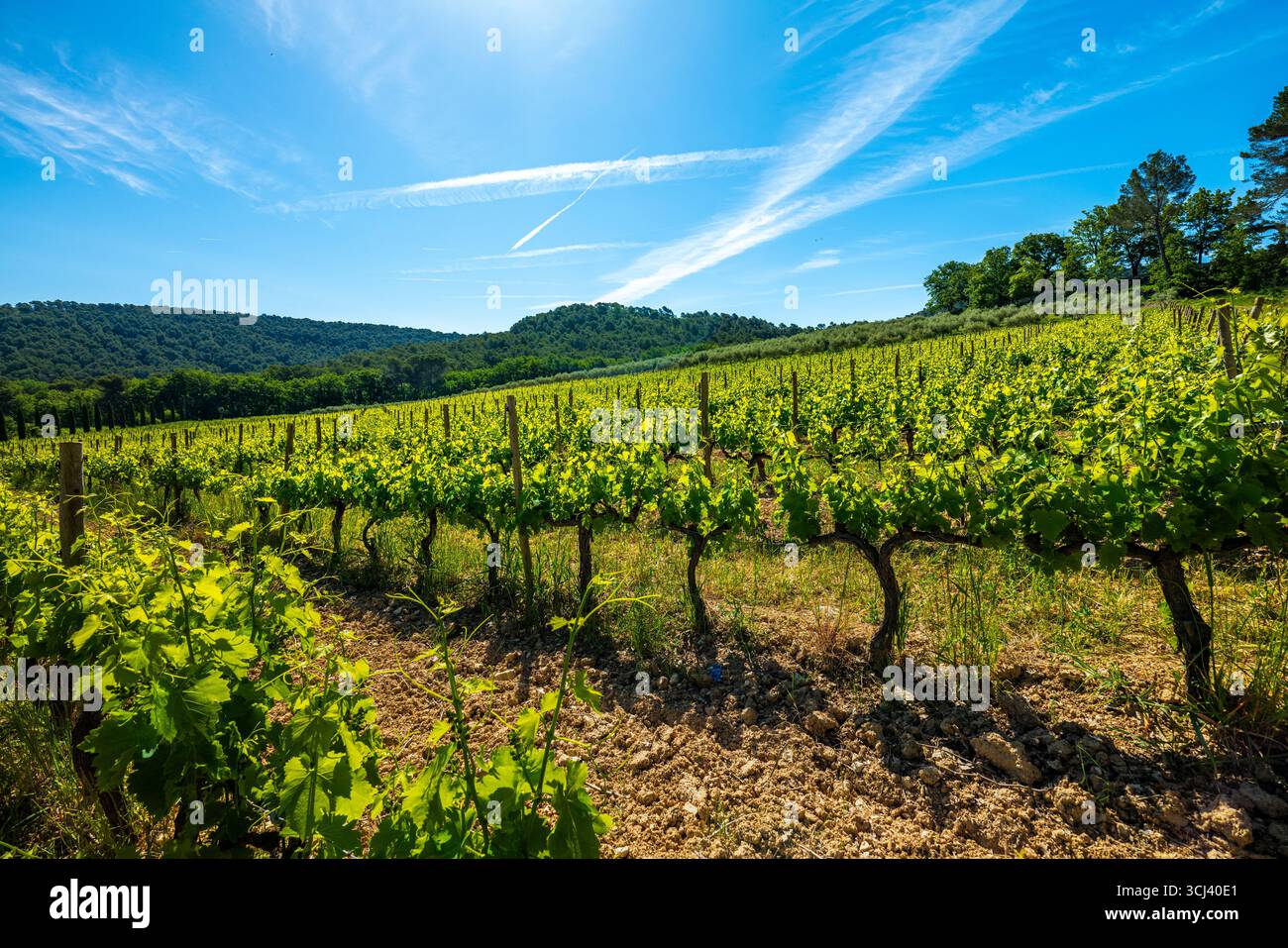 CHATEAU LA COSTE LE PUY-SAINTE-REPARADE PROVENCE FRANKREICH Stockfoto