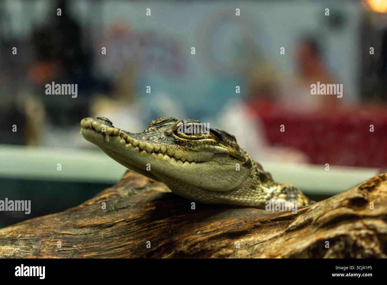 Babykrokodil in der Ausstellung im Zoo, Eine fesselnde Nahaufnahme eines Babykrokodils, das auf einem Baumstamm liegt Stockfoto