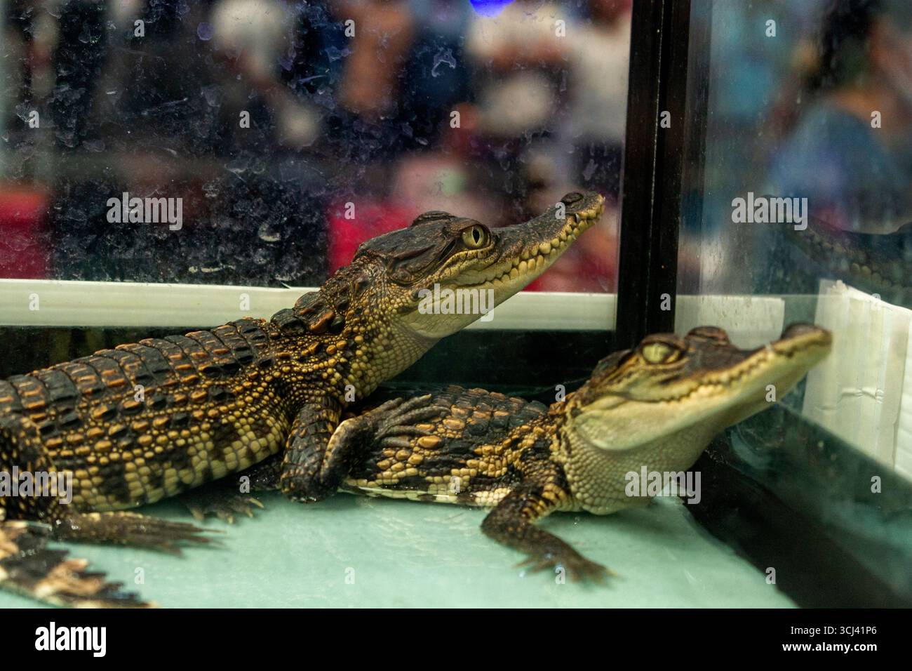 Zwei junge Krokodile liegen in einer detaillierten Nahaufnahme, deren strukturierte Haut anschaulich dargestellt wird. Stockfoto
