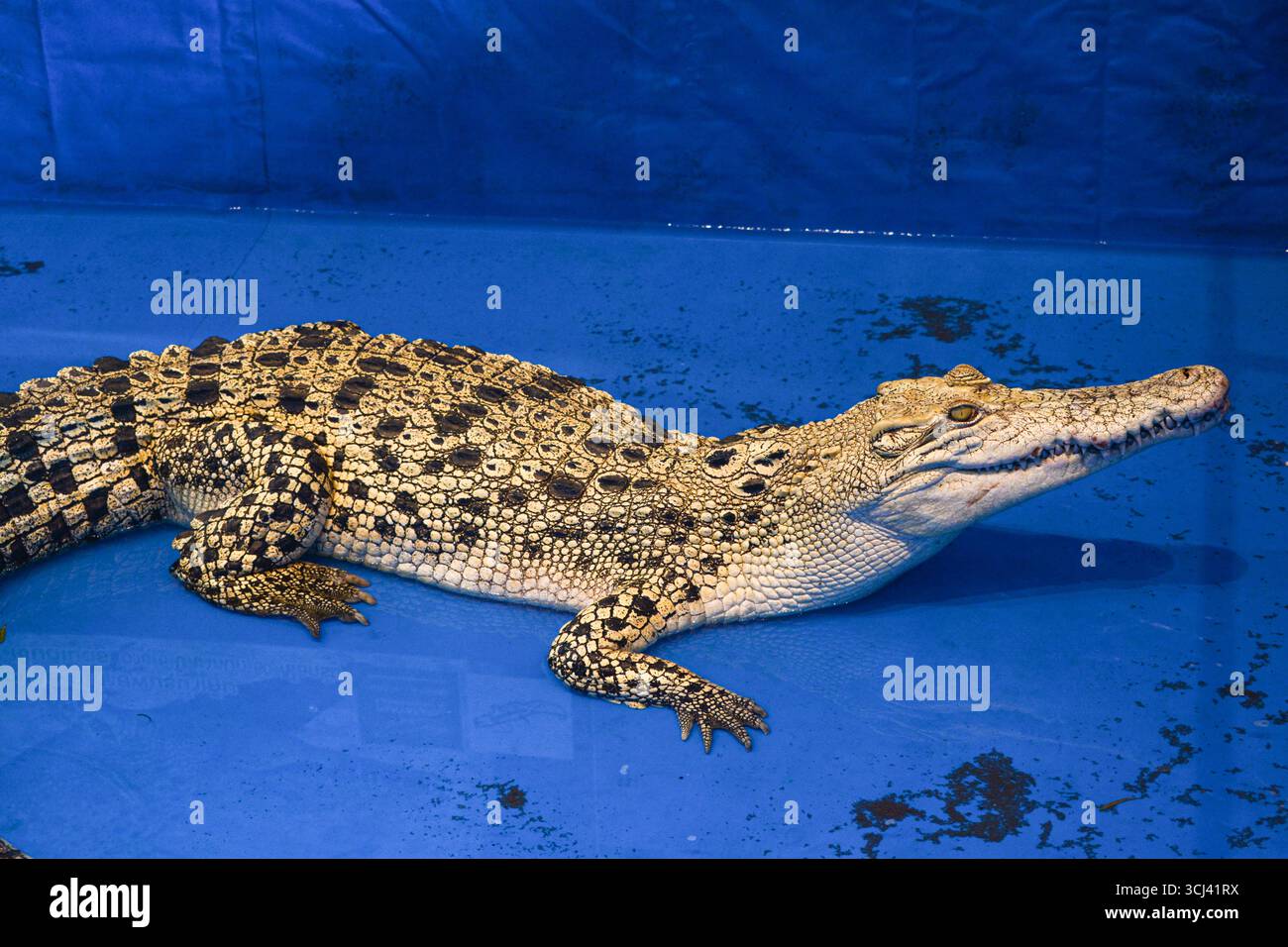 Weißes Krokodil, Albino Krokodil Ausstellung im Zoo Stockfoto