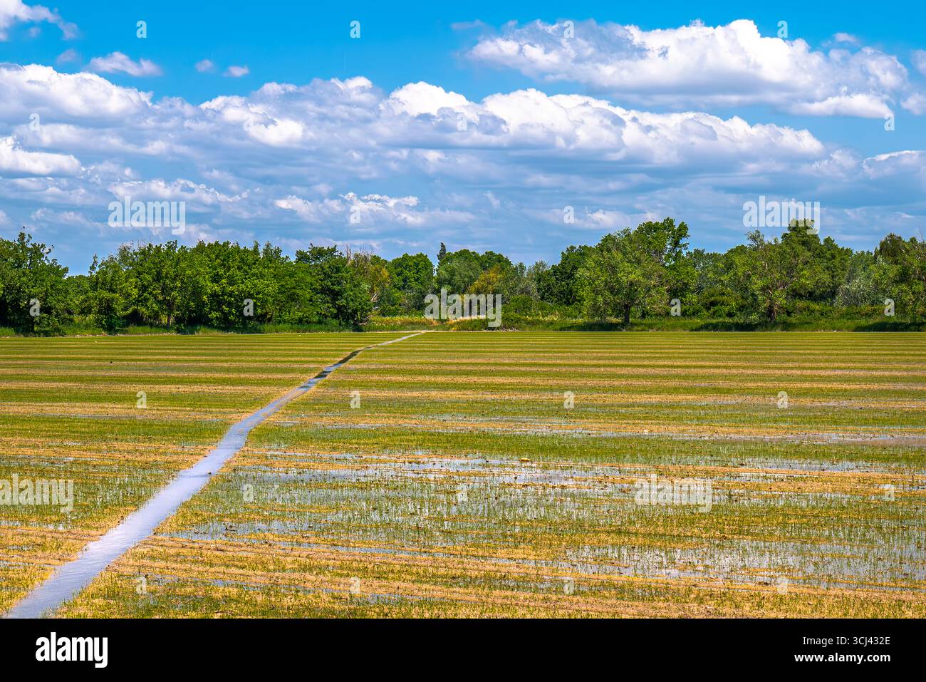 LE SAMBUC CAMARGUE PROVENCE FRANKREICH Stockfoto