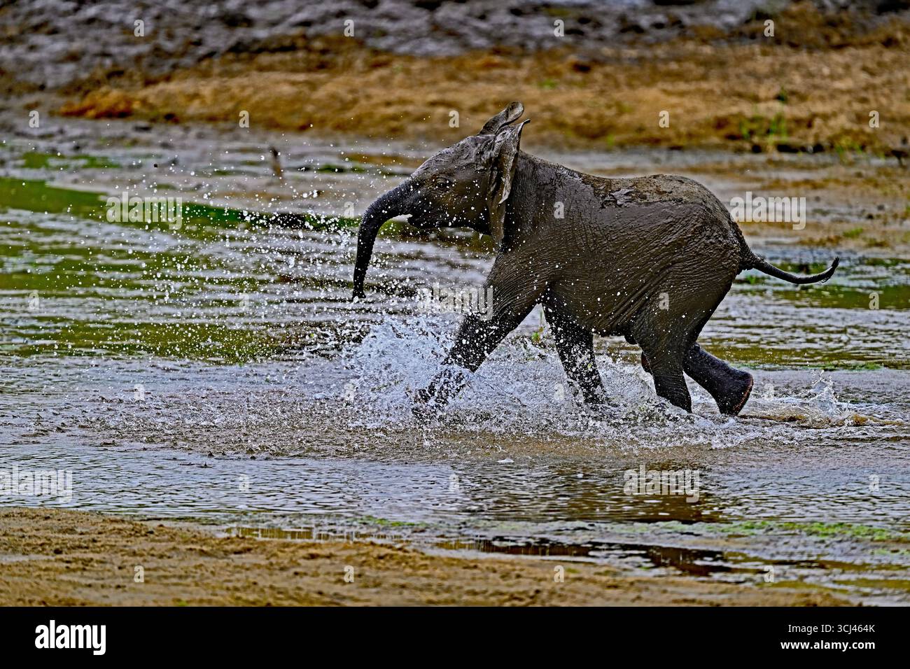 Junge Elefanten Kalb, die im Tarangire Rive über das Wasser laufen Stockfoto