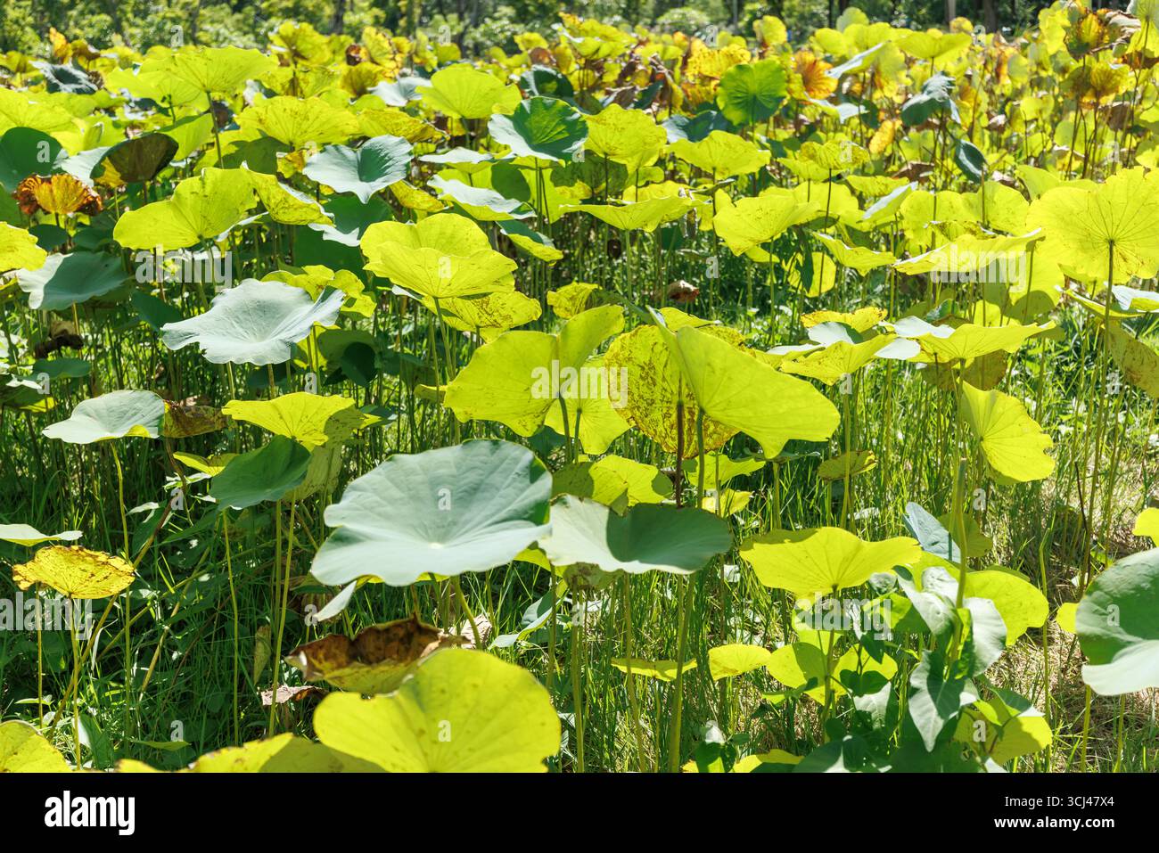 Lotusblatt im See Teich Sumpfbunt hellgrün gute Wasserpflanzen Ökosystem in der Sommersaison Stockfoto