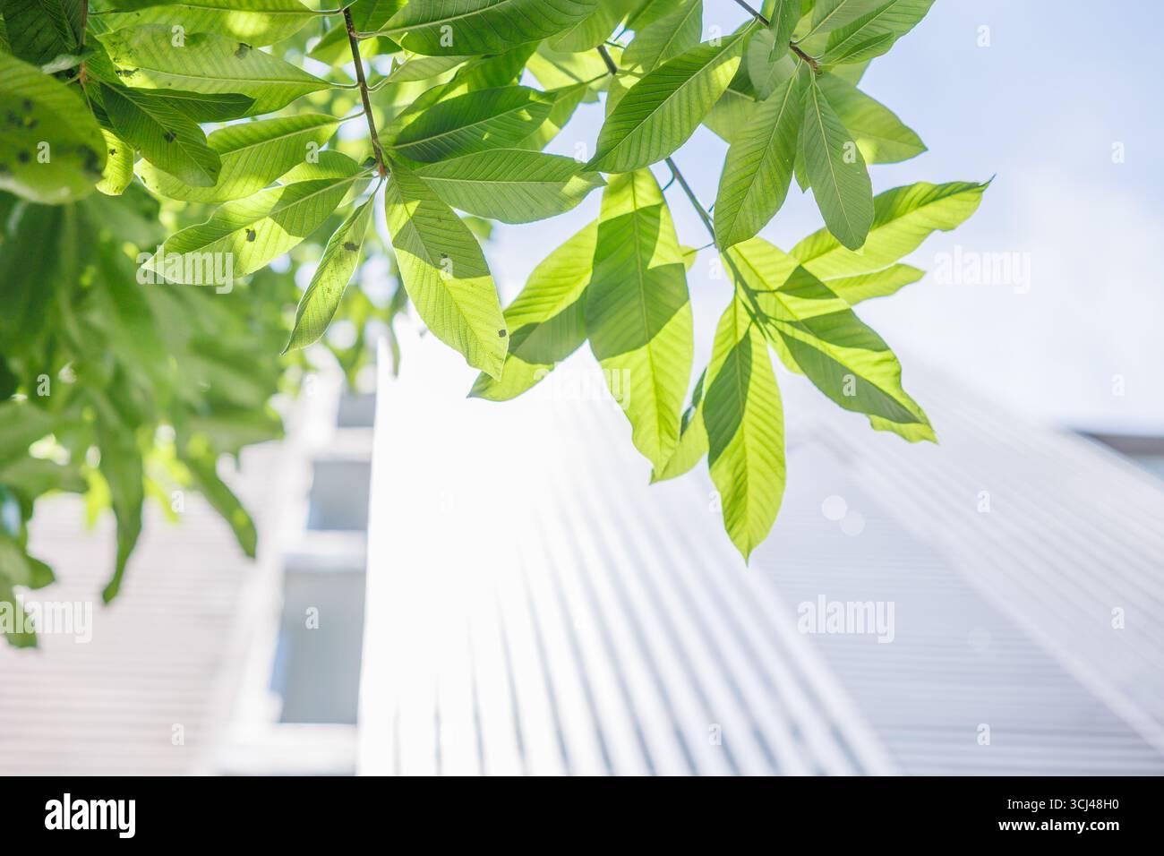 Green Eco City, Green Tree mit moderner Wohnanlage für kühlen Energiesparmodus und frische Luft. Stockfoto