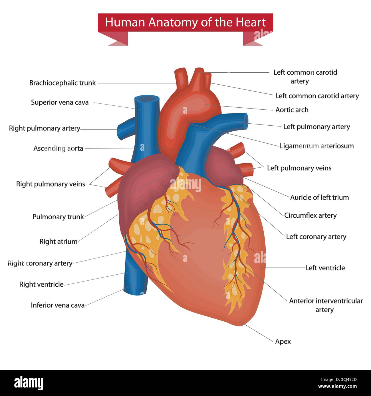 Detaillierte anatomische Darstellung des menschlichen Herzens mit markierten Teilen und Hauptgefäßen. Stock Vektor