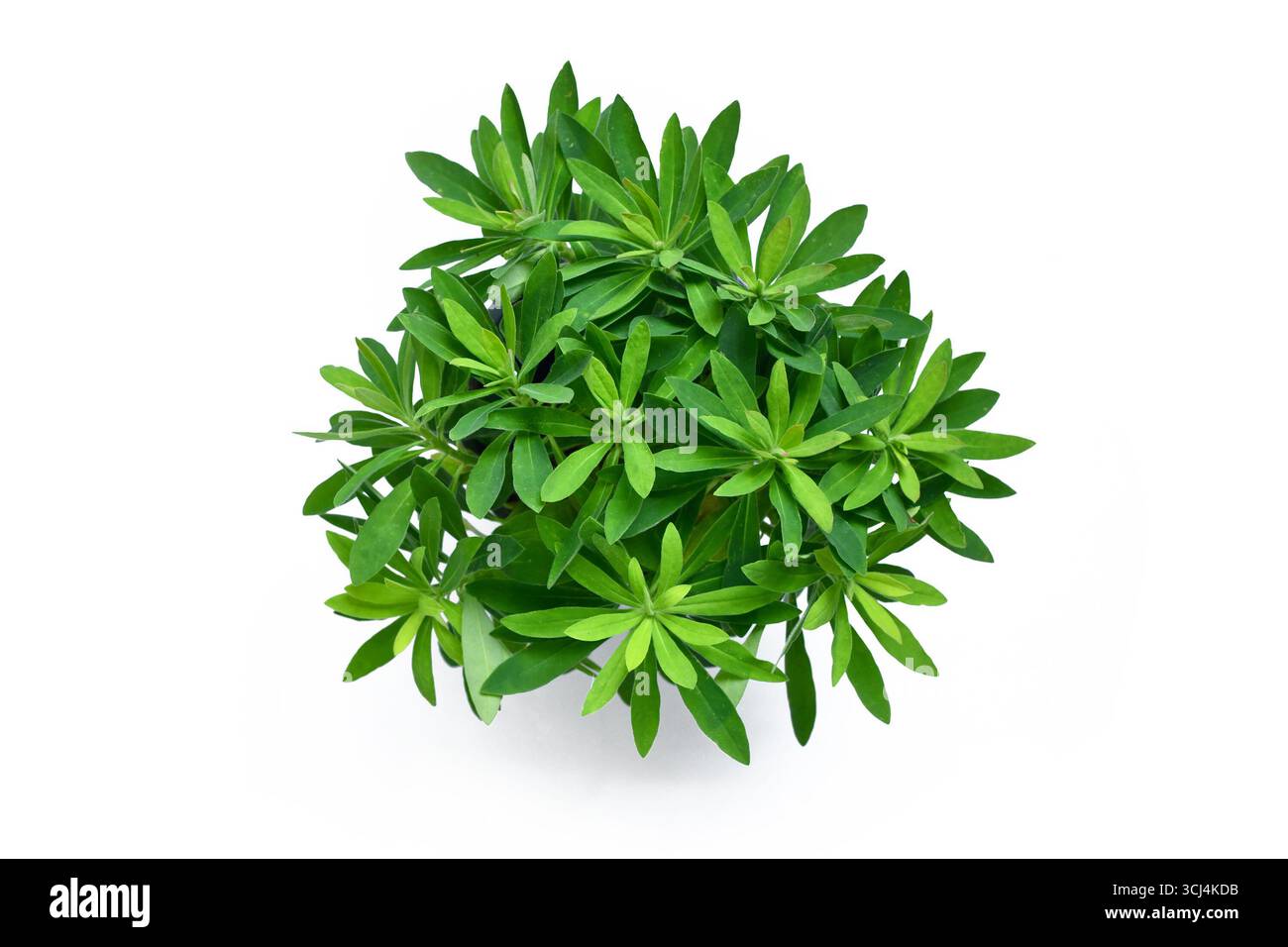 Blick von oben auf Euphorbia x Martini mit grünem Laub auf weißem Hintergrund Stockfoto