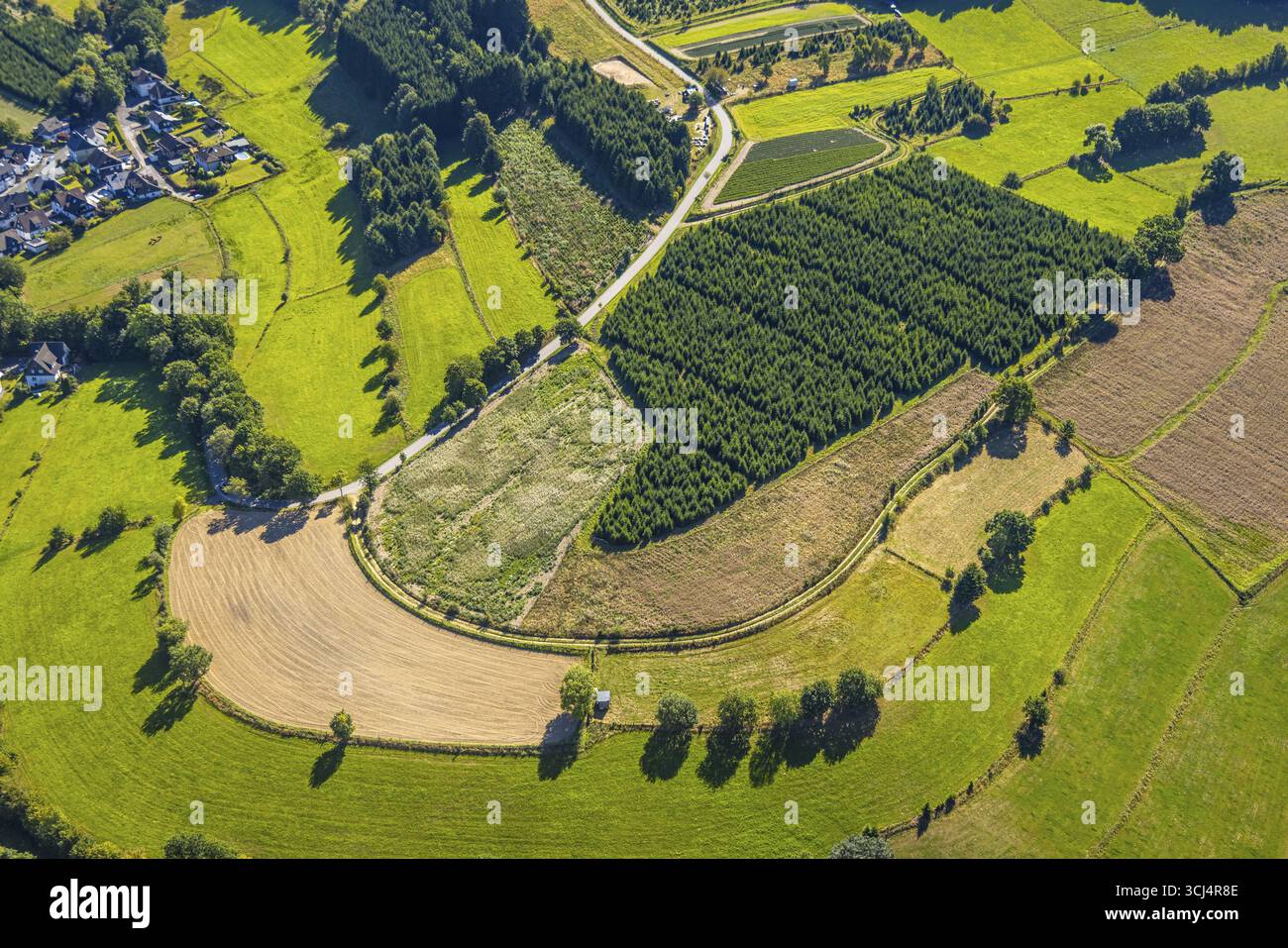 Vogelperspektive, Weihnachtsbaumkultivierungsfelder, Heinsberg, Kirchhundem, Sauerland, Nordrhein-Westfalen, Deutschland, Anbau, Bäume, DE, Europa, ae Stockfoto
