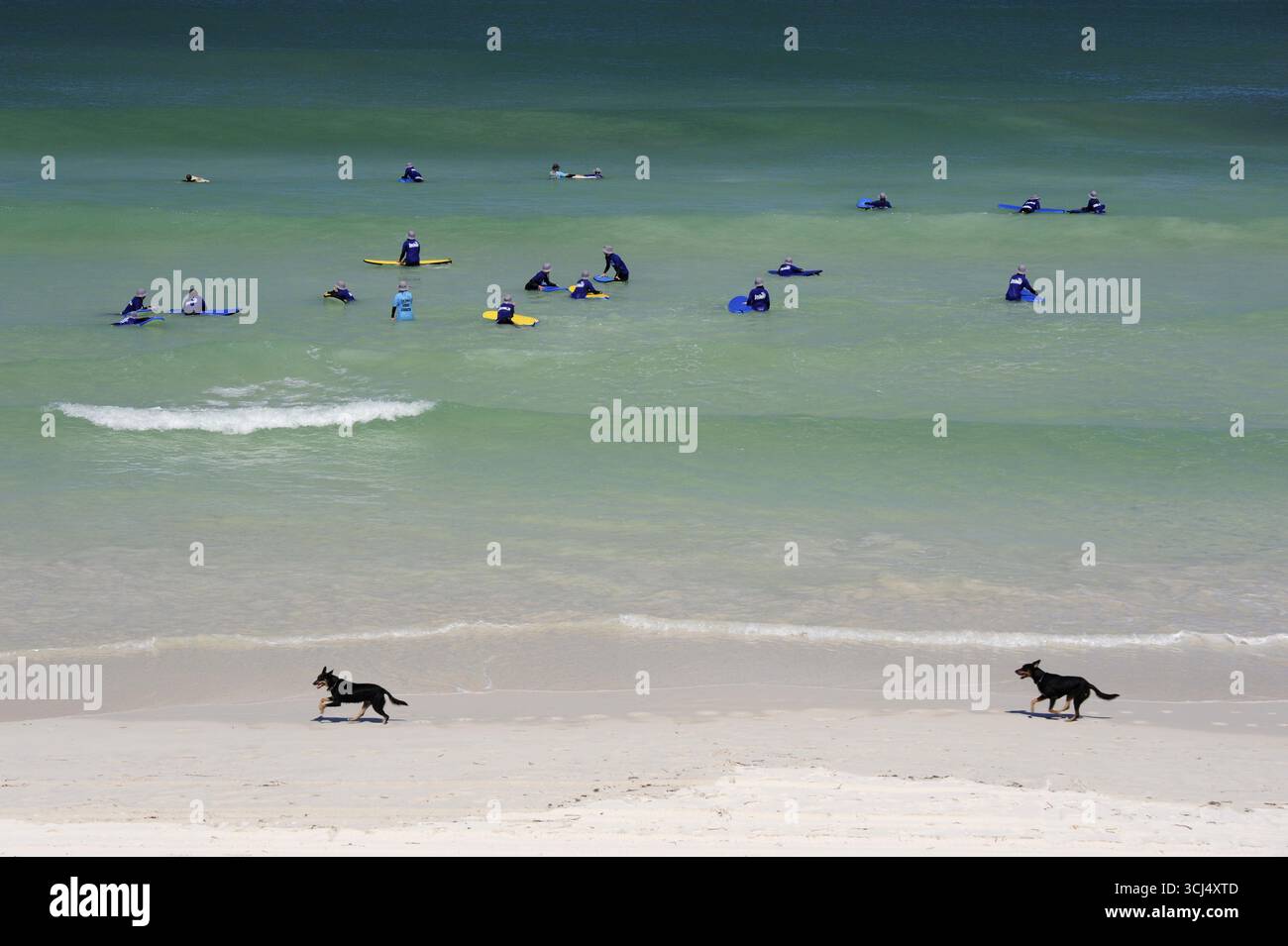 Surfunterricht und zwei Hunde am Strand in der Nähe von Lancelin, Perth, Western Australia, WA, Indischer Ozean, Australien Stockfoto