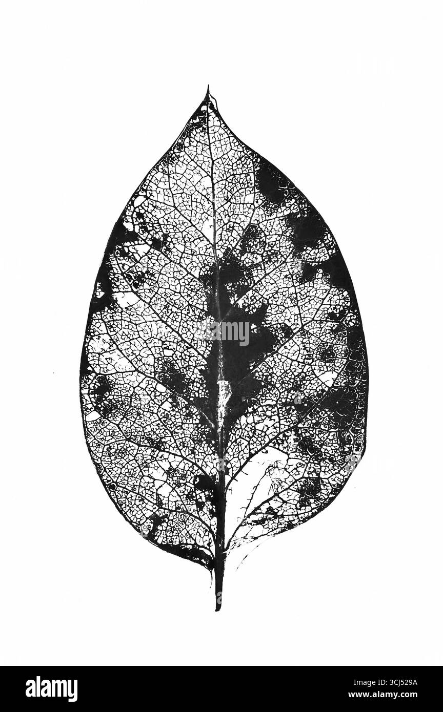 Graphische Sepia skizzenhaftes Bild des Stiels der englischen Eiche mit Reifen Eicheln und zwei Stielen mit leeren Bechern Stockfoto