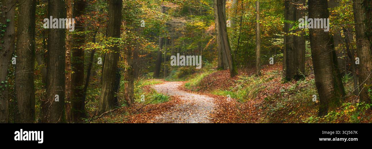 Waldwanderweg im Herbst mit sanftem Licht. Panoramablick mit ruhigen Herbstfarben. Stockfoto